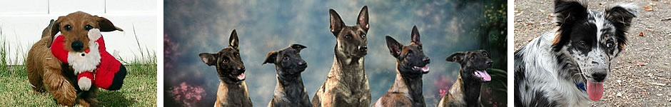 North Texas Raw Fed Pets